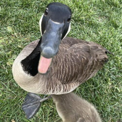 picture of a mama goose i took picture of a mama goose i took